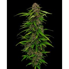 Squirt Auto, Фасовка: 3